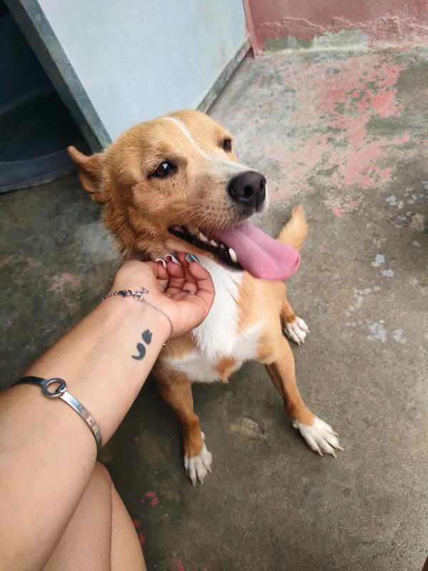 🐾 MAMBO – DAL CANILE AL TUO CUORE 🐾 Foto 5